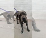 Small Mastiff Mix