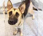Small #2 German Shepherd Dog