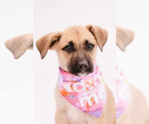 Medium Photo #3 Mutt Puppy For Sale in Princeton, MN, USA