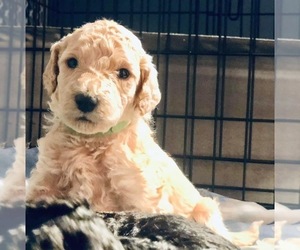 Goldendoodle Puppy for sale in FRIENDSHIP, WI, USA
