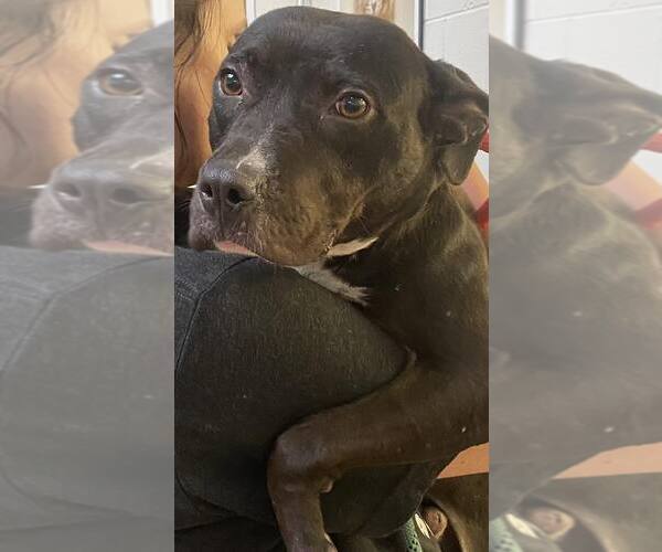 Medium Photo #7 American Pit Bull Terrier-Unknown Mix Puppy For Sale in Crete, IL, USA