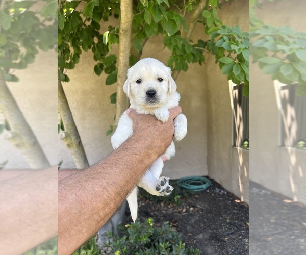 Medium Photo #1 English Cream Golden Retriever Puppy For Sale in ATWATER, CA, USA
