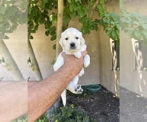 English Cream Golden Retriever Litter for sale in ATWATER, CA, USA
