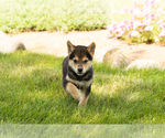 Small #12 Shiba Inu