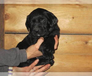 Labrador Retriever Puppy for sale in BOONVILLE, NY, USA