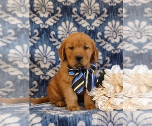 Golden Retriever Puppy for sale in CHRISTIANA, PA, USA