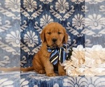 Small Photo #1 Golden Retriever Puppy For Sale in CHRISTIANA, PA, USA