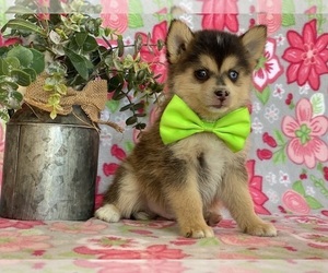 Pomsky Puppy for sale in LANCASTER, PA, USA