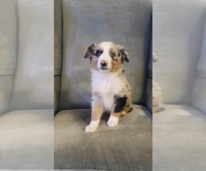 Australian Shepherd Puppy for sale in INDIANAPOLIS, IN, USA