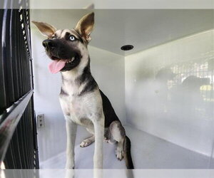 Gerberian Shepsky Dogs for adoption in Houston, TX, USA