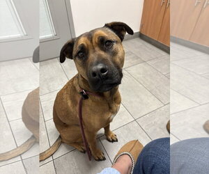 Mutt Dogs for adoption in Fort Collins, CO, USA