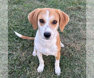 Beagle-Unknown Mix Dogs for adoption in Batavia, OH, USA