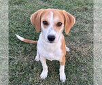 Aspen 2026 - Female Beagle-Unknown Mix Dog for Adoption - Small photo