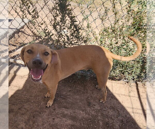 Medium Photo #1 Labrador Retriever-Unknown Mix Puppy For Sale in Amarillo, TX, USA