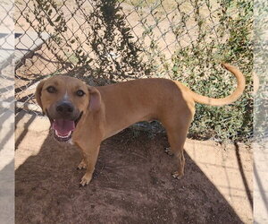 Labrador Retriever-Unknown Mix Dogs for adoption in Amarillo, TX, USA