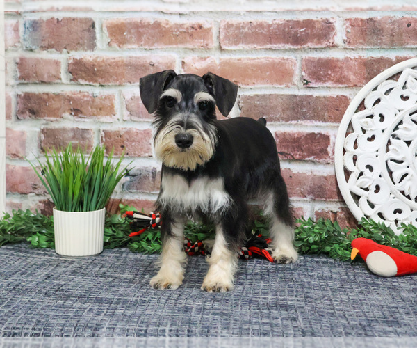 Medium Photo #3 Schnauzer (Miniature) Puppy For Sale in SYRACUSE, IN, USA