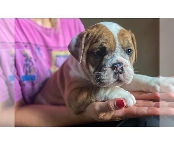 Medium Photo #16 Olde English Bulldogge Puppy For Sale in OVERLAND, KS, USA