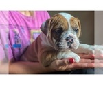 Small Photo #16 Olde English Bulldogge Puppy For Sale in OVERLAND, KS, USA
