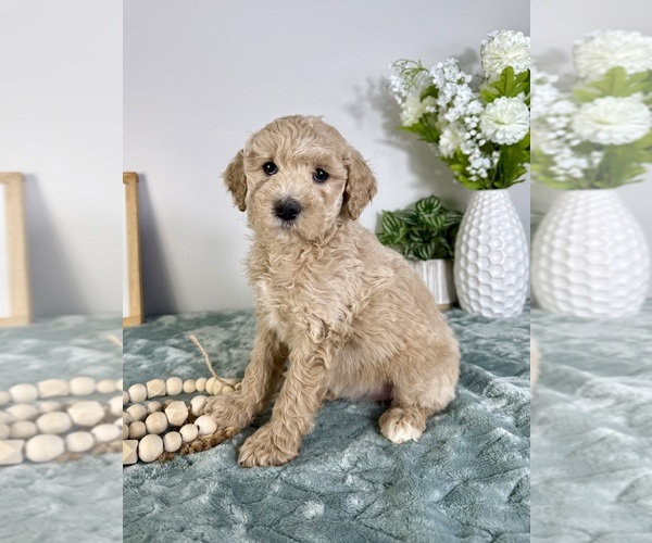 Medium Photo #1 Goldendoodle (Miniature) Puppy For Sale in GREENFIELD, IN, USA
