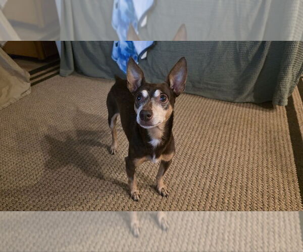 Medium Photo #1 Chipin Puppy For Sale in oakland, FL, USA