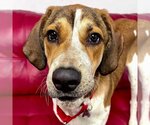 Small Photo #5 English Foxhound-Unknown Mix Puppy For Sale in Canton, CT, USA