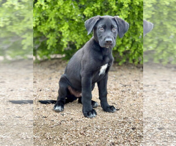 Medium Photo #8 German Shepherd Dog-Great Dane Mix Puppy For Sale in PIPE CREEK, TX, USA