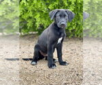 Small #7 German Shepherd Dog-Great Dane Mix