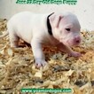 Small Photo #74 Dogo Argentino Puppy For Sale in JANE, MO, USA