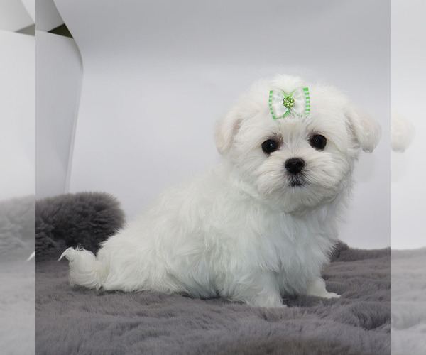 Medium Photo #3 Maltese Puppy For Sale in LOS ANGELES, CA, USA