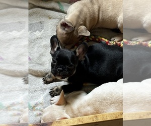 French Bulldog Puppy for sale in EVART, MI, USA