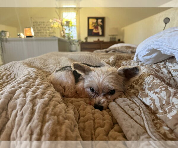 Medium Photo #3 Mutt Puppy For Sale in Gretna, NE, USA