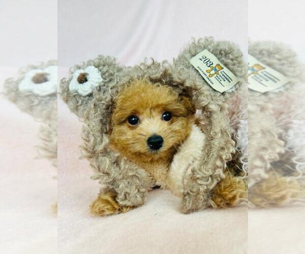 Medium Photo #10 Poodle (Toy) Puppy For Sale in MIAMI, FL, USA