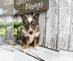 Puppy Chip Shetland Sheepdog