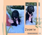 Puppy Zoomie Goldendoodle