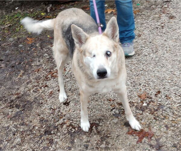 Medium Photo #1 Siberian Husky Puppy For Sale in Frenchburg, KY, USA