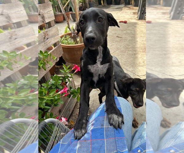 Medium Photo #4 German Shepherd Dog-Pointer Mix Puppy For Sale in Dana Point, CA, USA