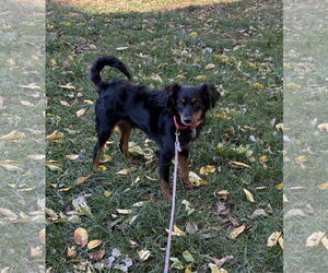 Australian Shepherd-Miniature Pinscher Mix Dogs for adoption in Omaha, NE, USA