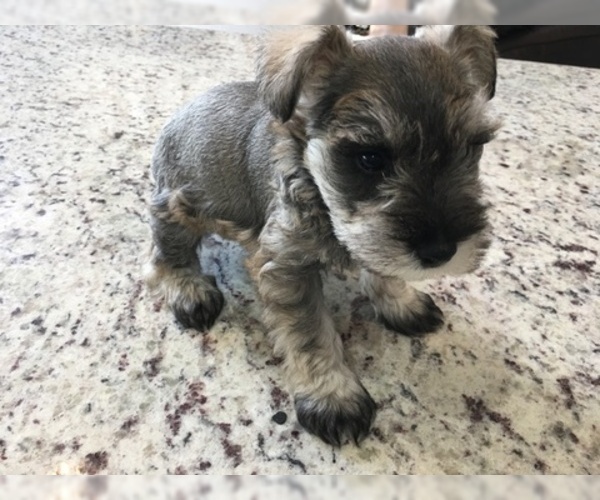 Medium Photo #9 Schnauzer (Miniature) Puppy For Sale in VALRICO, FL, USA