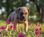 Small Photo #24 Cane Corso Puppy For Sale in BANGS, TX, USA
