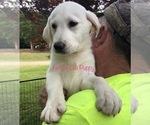 Small Photo #11 Labrador Retriever Puppy For Sale in GAFFNEY, SC, USA