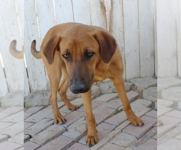 Medium Photo #2 Redbone Coonhound-Unknown Mix Puppy For Sale in Apple Valley, CA, USA