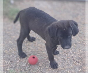Bikini Bottom Boys - Male Bloodhound-German Shorthaired Pointer Mix Dog for Adoption - Photo #4