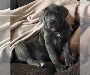 Cane Corso Puppy for sale in MINERAL WELLS, WV, USA