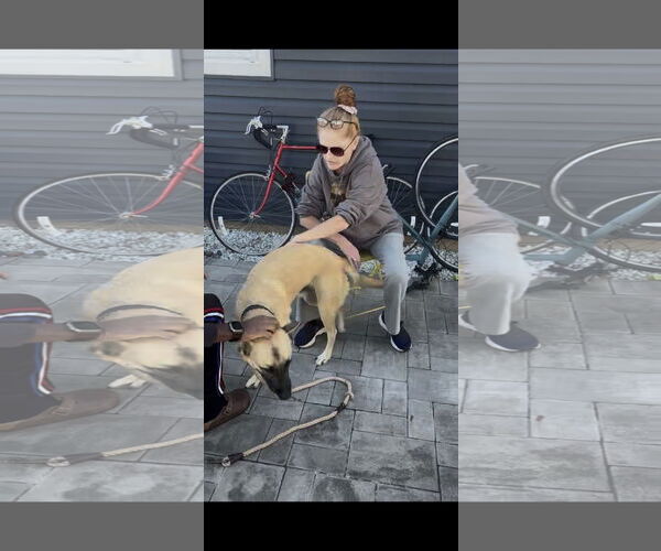 Medium Photo #11 Mutt Puppy For Sale in Stevens Point, WI, USA