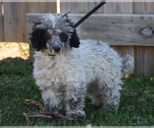Poodle (Miniature) Dog for Adoption in NEW MARKET, Tennessee USA