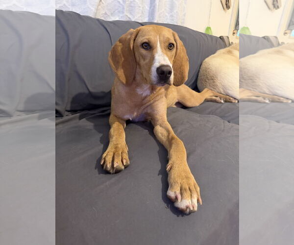 Medium Photo #1 Coonhound-Unknown Mix Puppy For Sale in Columbus, IN, USA