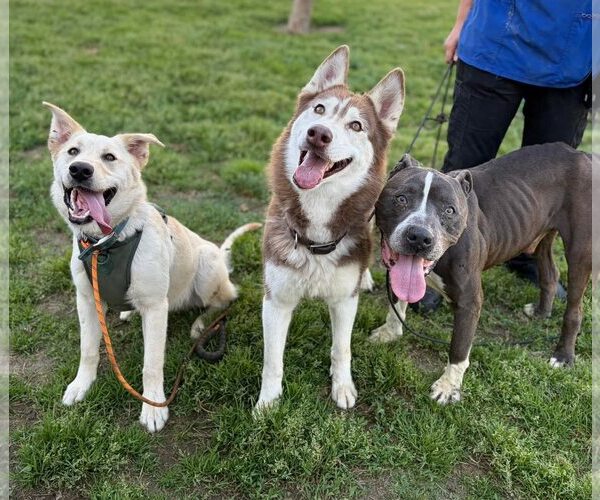 Medium Photo #5 Shepradors Puppy For Sale in Davis, CA, USA