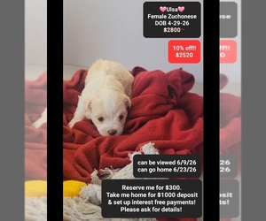 Havanese-Zuchon Mix Puppy for sale in TUCSON, AZ, USA