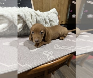 Dachshund Puppy for sale in CONCORDIA, MO, USA