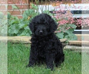 Labradoodle-Poodle (Standard) Mix Puppy for sale in NEW PROVIDENCE, PA, USA